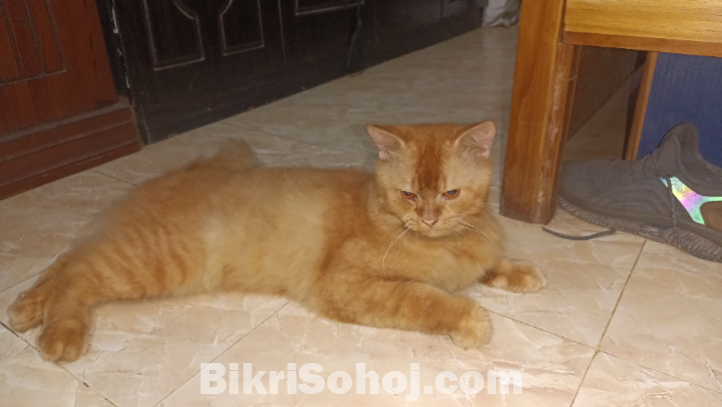 Parshian cat male pure breed